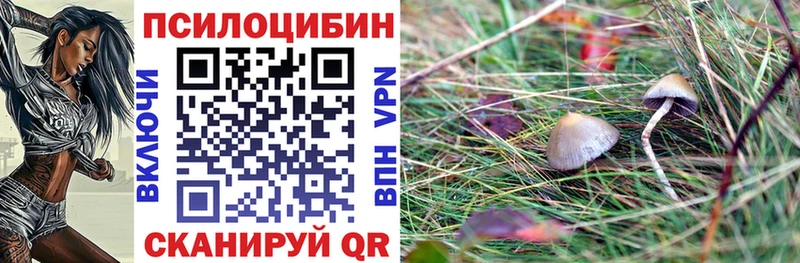 где найти   Дорогобуж  Псилоцибиновые грибы Psilocybe 